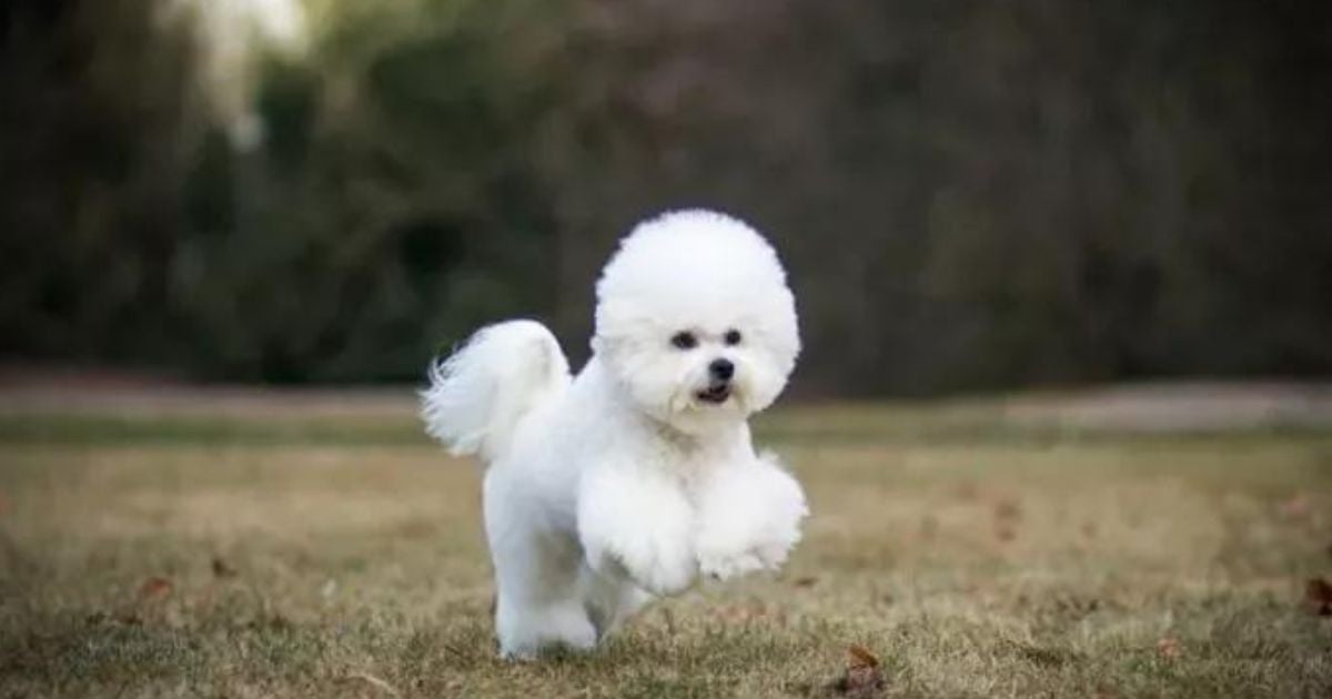O Bichon Frisé é um cachorro muito sociável e que costuma se dar bem com todo mundo