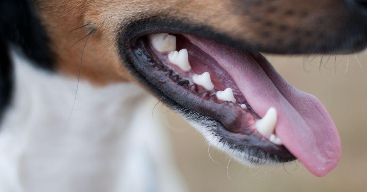 A boca de cachorro com serrinha pode ter a ver com comunicação, higiene, proteção dos dentes e até ampliar a mordida