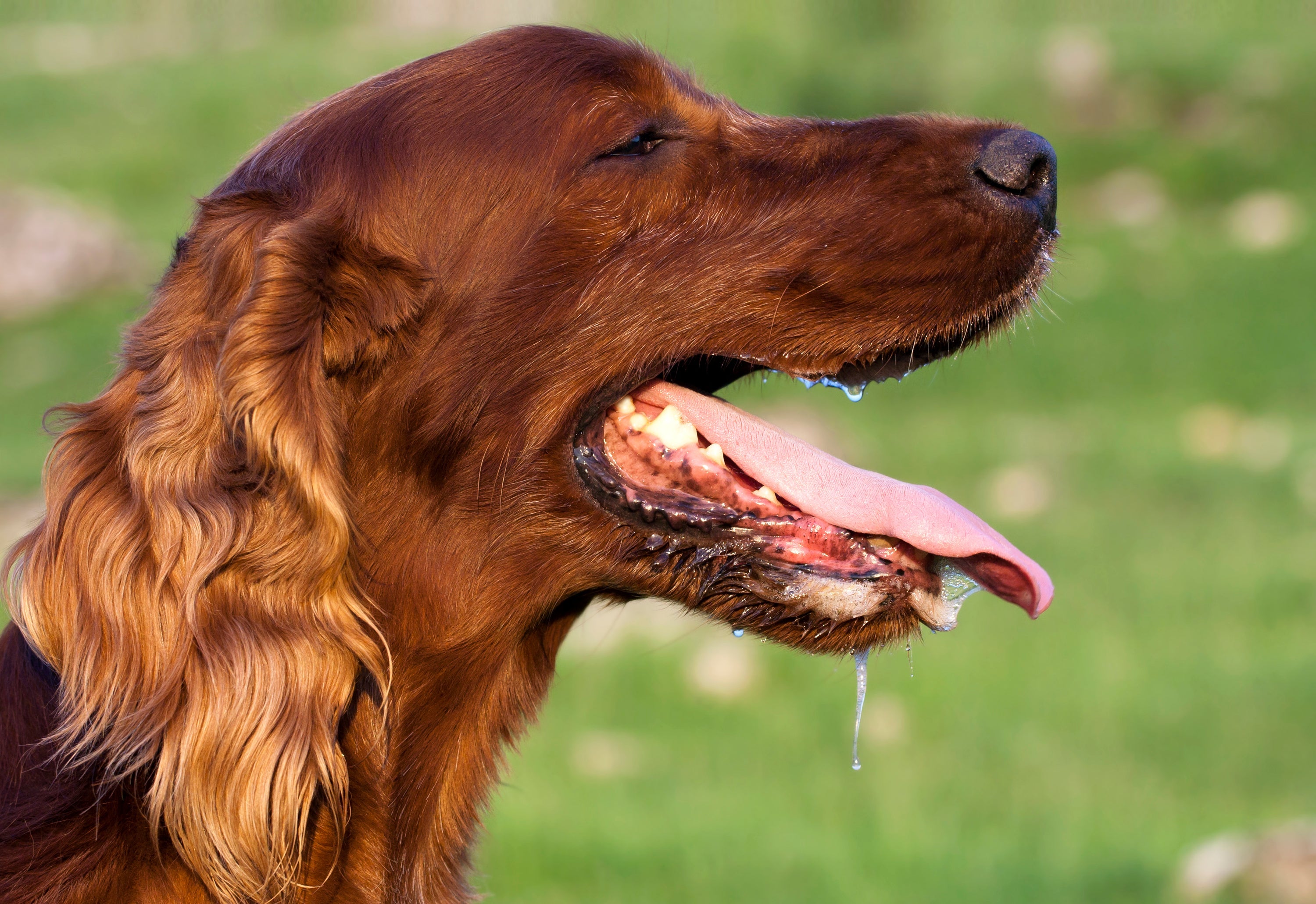 Cachorro salivando muito pode ter relação com alguma problema de saúde