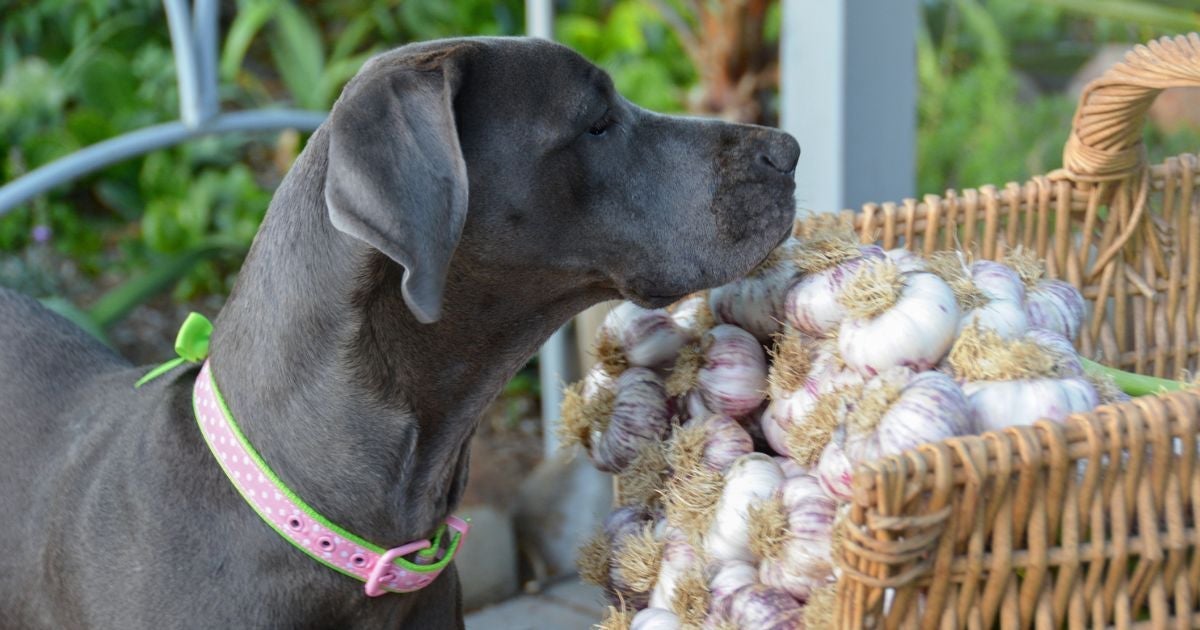 Saber se cachorro pode comer alho ou não é fundamental antes de oferecer ao pet