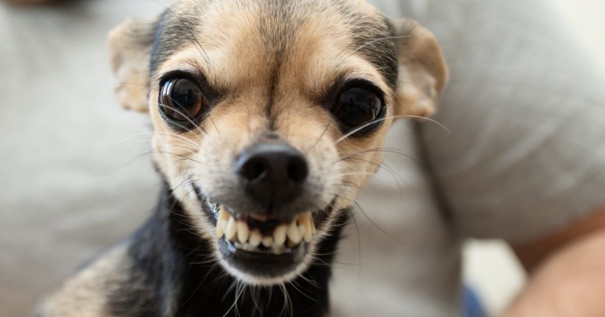 Cachorro rosnando pode ter uma série de significados: conheça alguns deles aqui