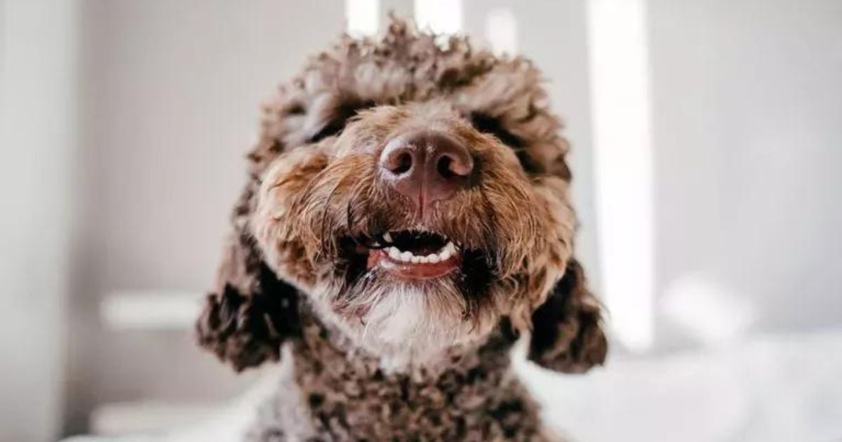 O dente de cachorro filhote precisa de alguns cuidados durante o período de troca