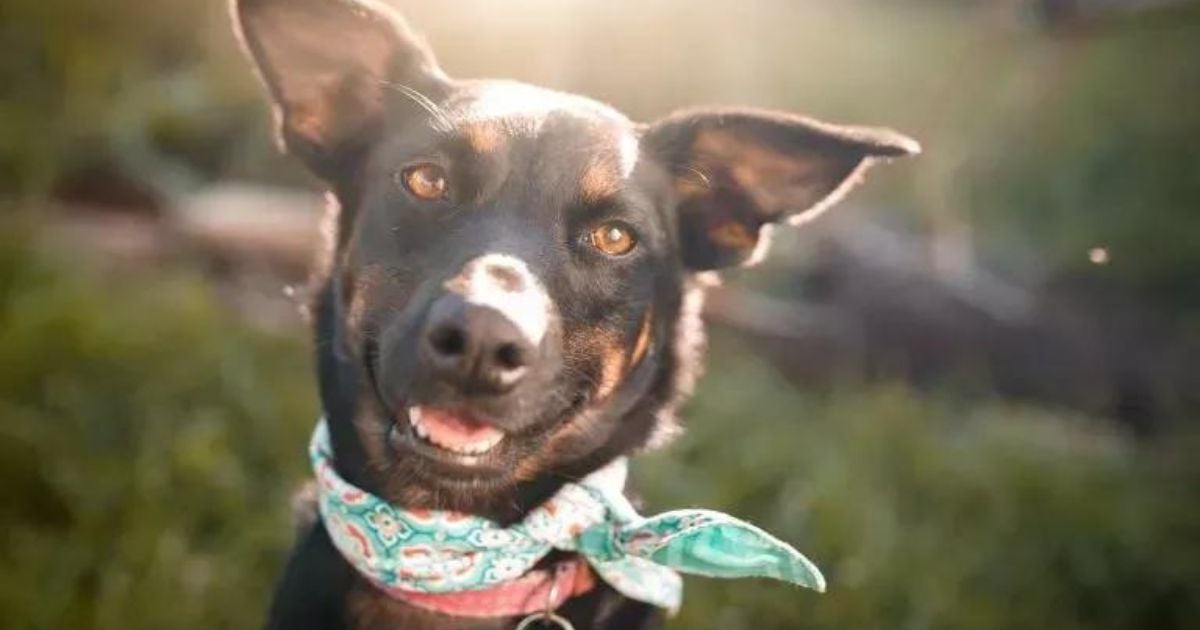 Alguns perfis de pet influencer - principalmente cachorros engraçados - azem muito sucesso na internet!