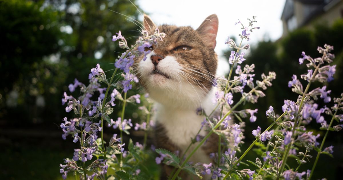  O catnip é um dos cheiros que os gatos adoram