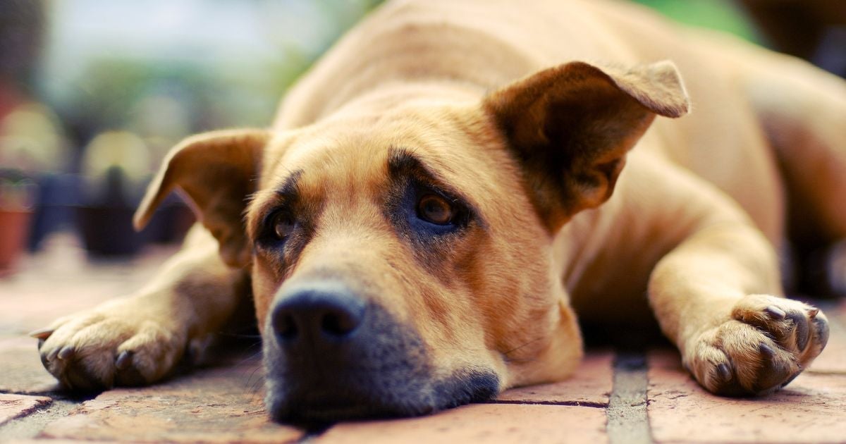 Cachorro com cinomose: sintomas abalam gradualmente a saúde do animal