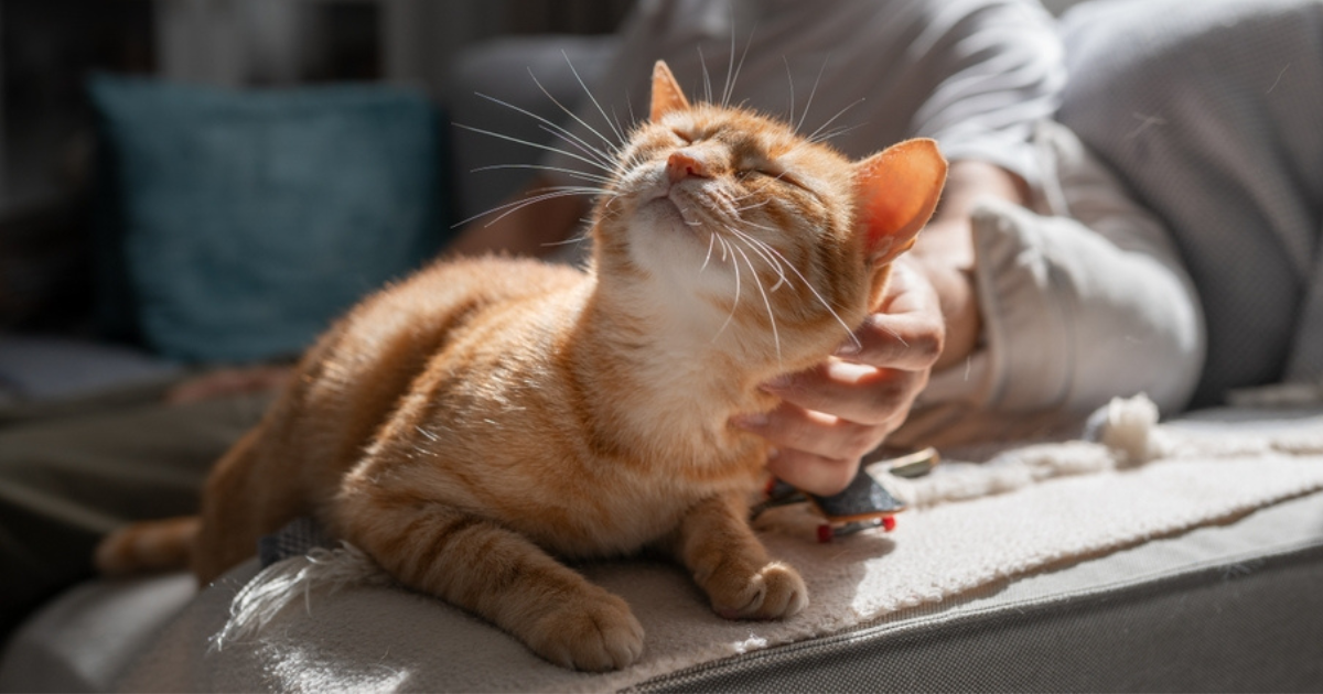 Cio de gato: veja em infográfico os sinais mais comuns