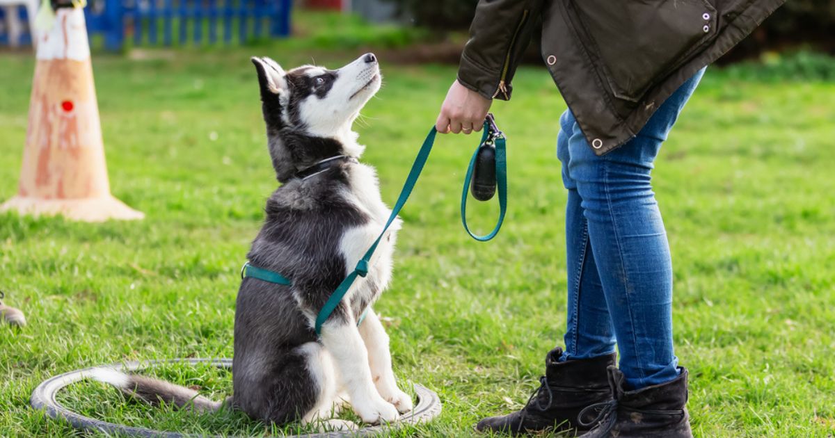 Como o cachorro escolhe o dono, é importante saber como estreitar os laços com o seu pet