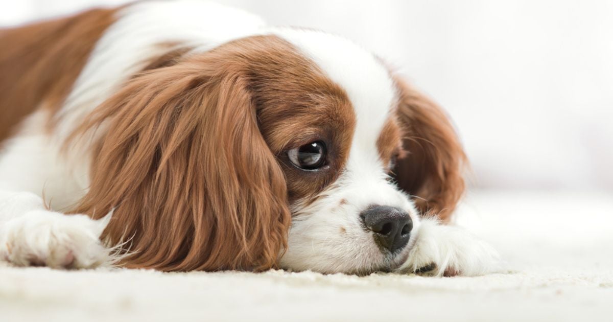 A maneira como o cachorro reage ao luto é muito particular de cada pet