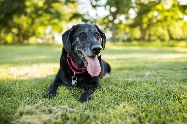 Displasia coxofemoral em cães: veja quais exercícios praticar para ajudar seu pet