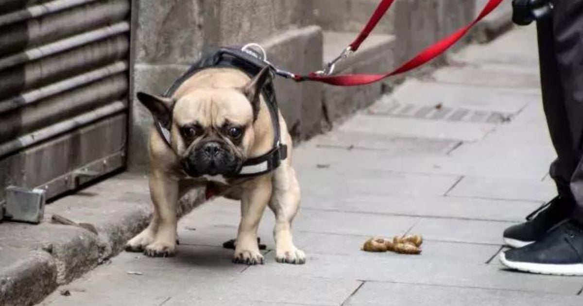 Muco nas fezes do cachorro pode ser causado por diferentes motivos. Veja os principais!