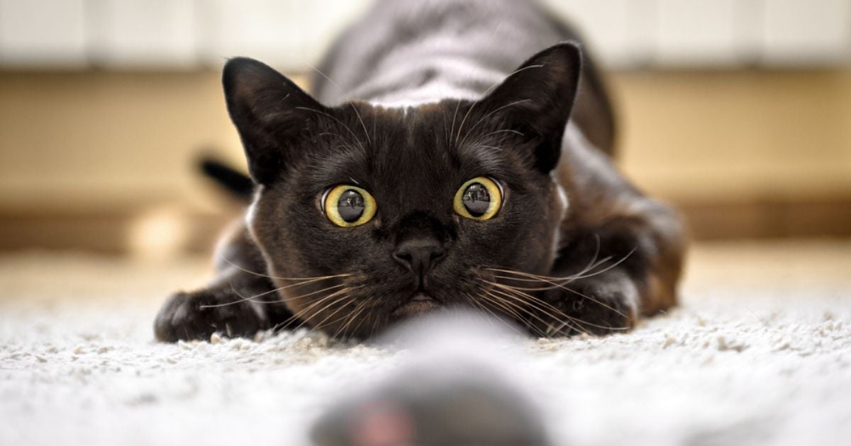 Os documentários sobre gatos ajudam a entender mais sobre os felinos