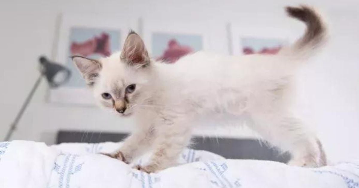  Gato amassando pãozinho é algo positivo que demonstra conforto e felicidade 