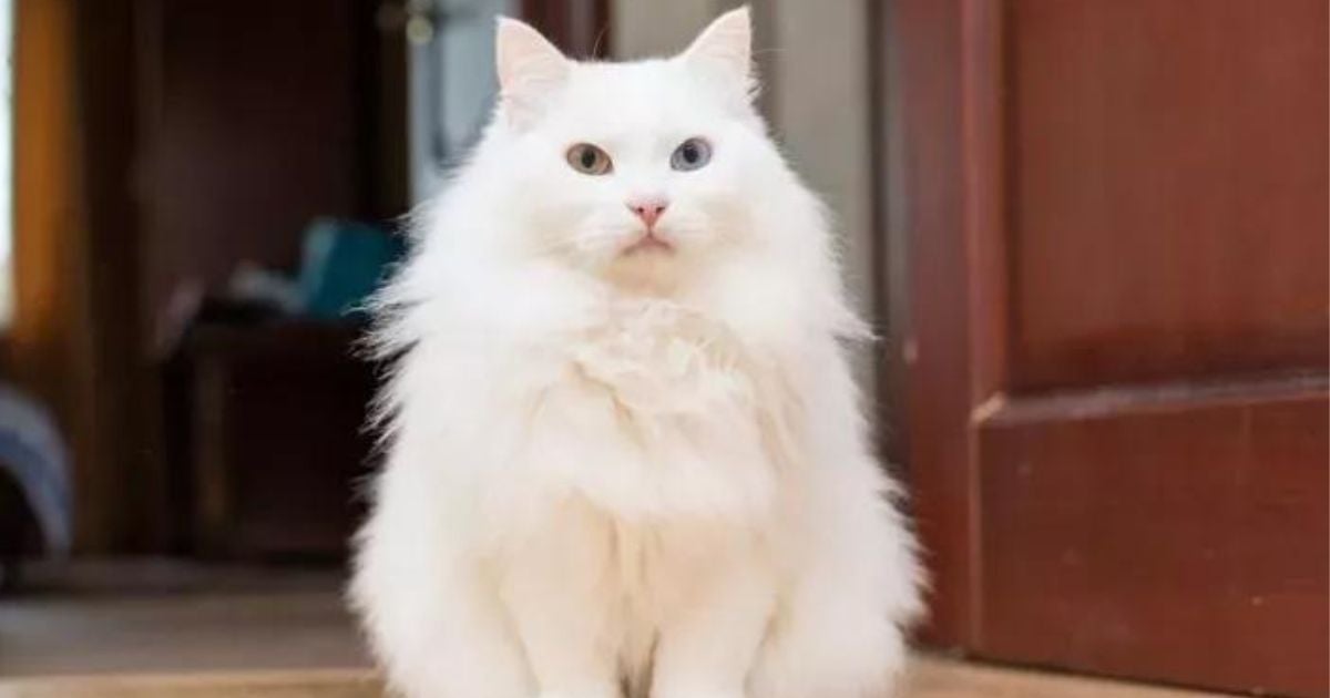 Gato Angorá: um bichano elegante, brincalhão e companheiro. Saiba mais sobre a personalidade desse felino!
