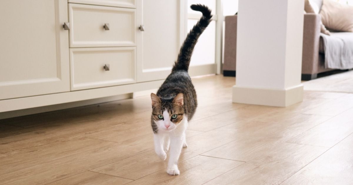 O gato balançando a cauda pode indicar como o bichano está se sentindo naquele momento 