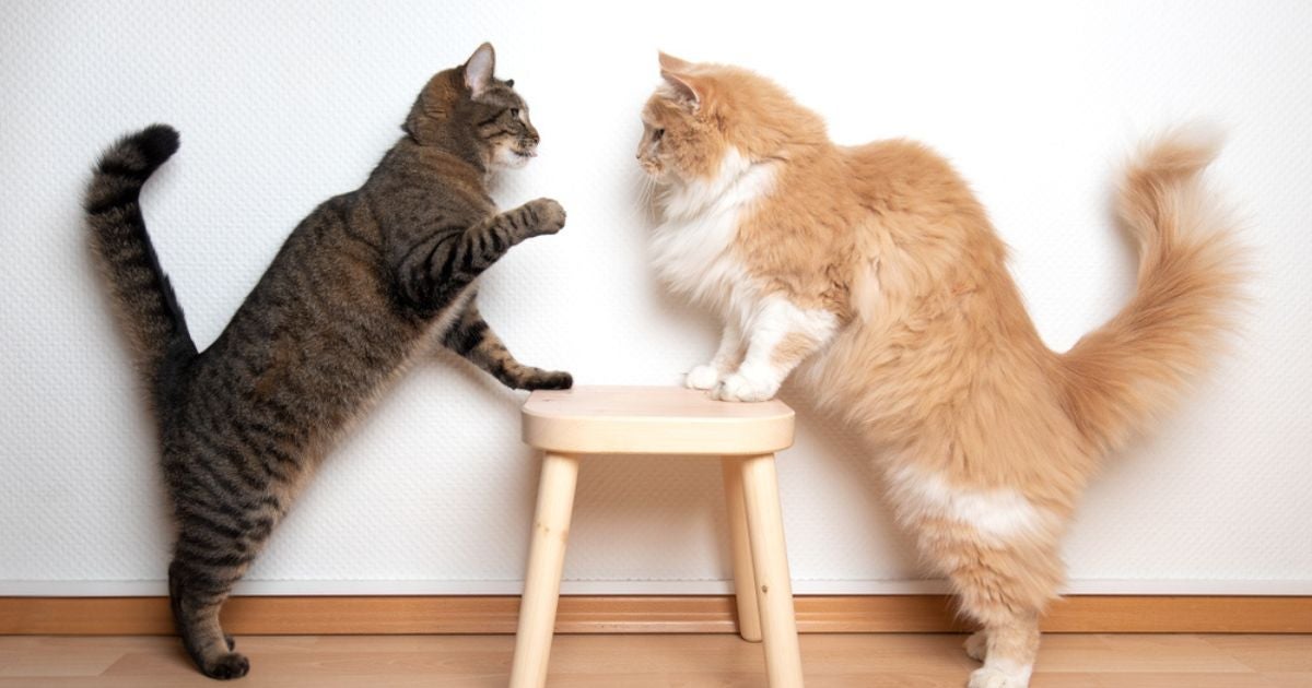 Para separar gato brigando, o melhor a se fazer é distraí-lo
