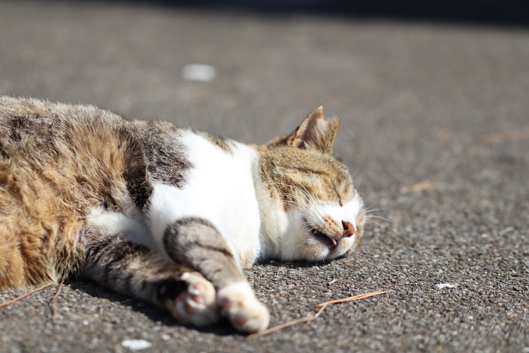 Gato desmaia por diferentes motivos, mas a principal causa são problemas no coração 