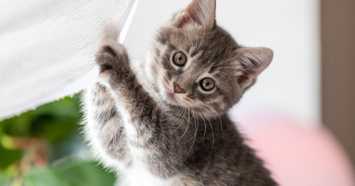 Gato filhote: aprenda como cuidar de um gato bebê, com dicas de acessórios, segurança e muito mais