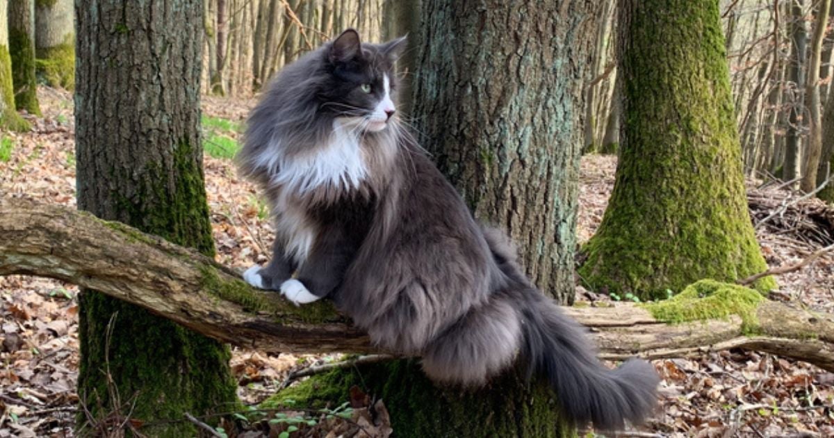 Um gato gigante é aquele que tem o tamanho muito maior do que a média, como o Norueguês da Floresta