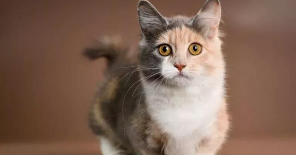 O gato Munchkin é dócil, afetuoso e explorador