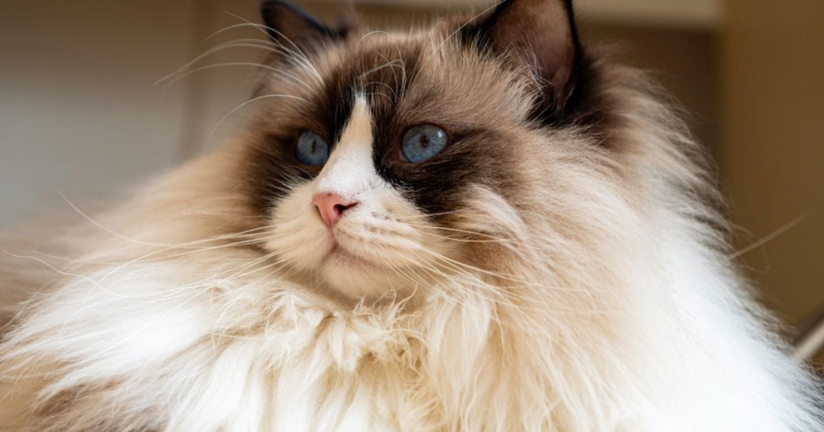 Os gatos peludos são super fofinhos e macios, mas precisam de cuidados especiais com a pelagem