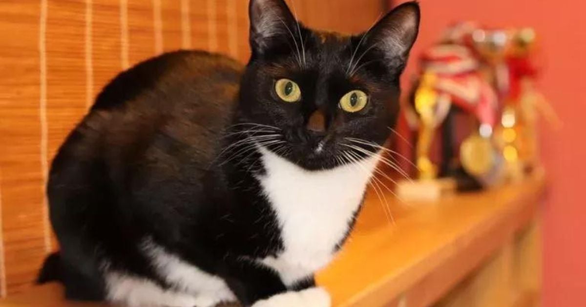 Muitos acreditam que gato sente energia negativa. Será que é verdade?