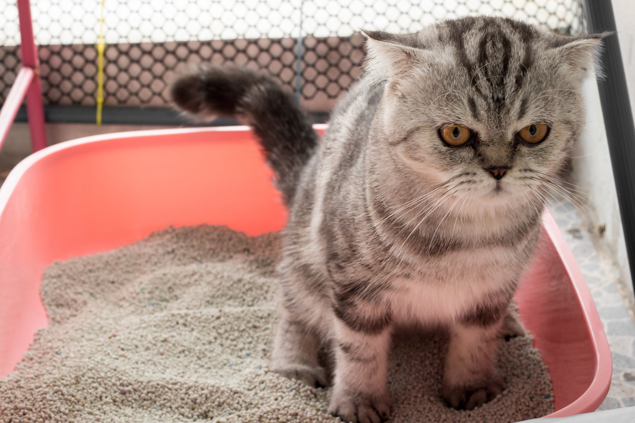  A areia para gato caseira não é uma boa opção para o felino 