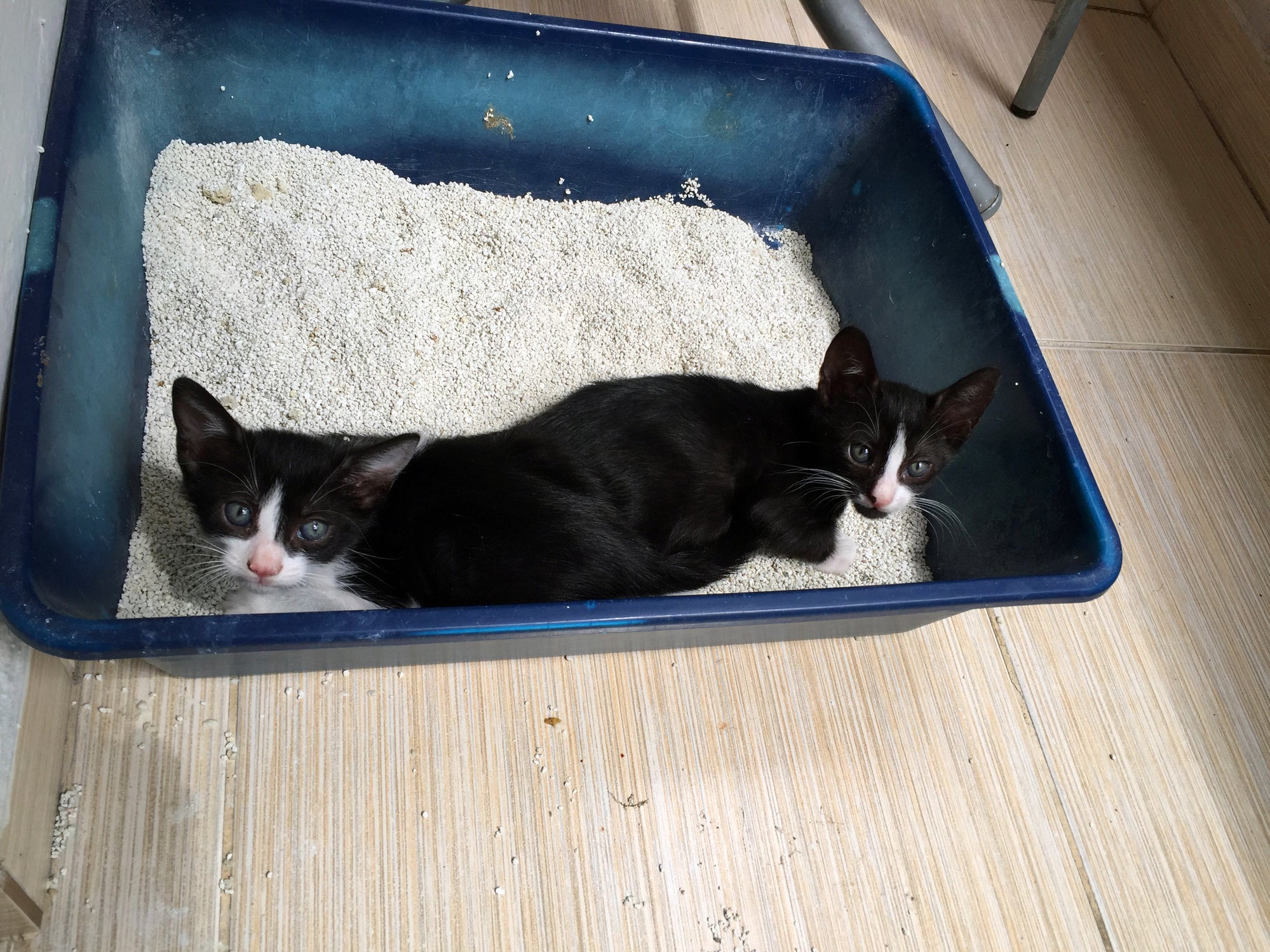  Confira dicas para escolher melhor areia para gatos que não deixa cheiro