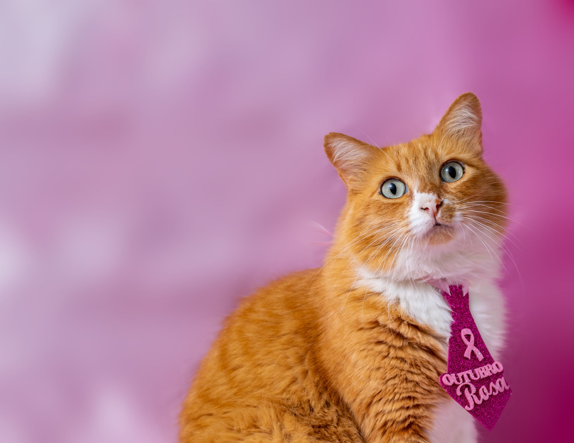 O Outubro Rosa Pet é uma campanha de prevenção contra o câncer de mama animal