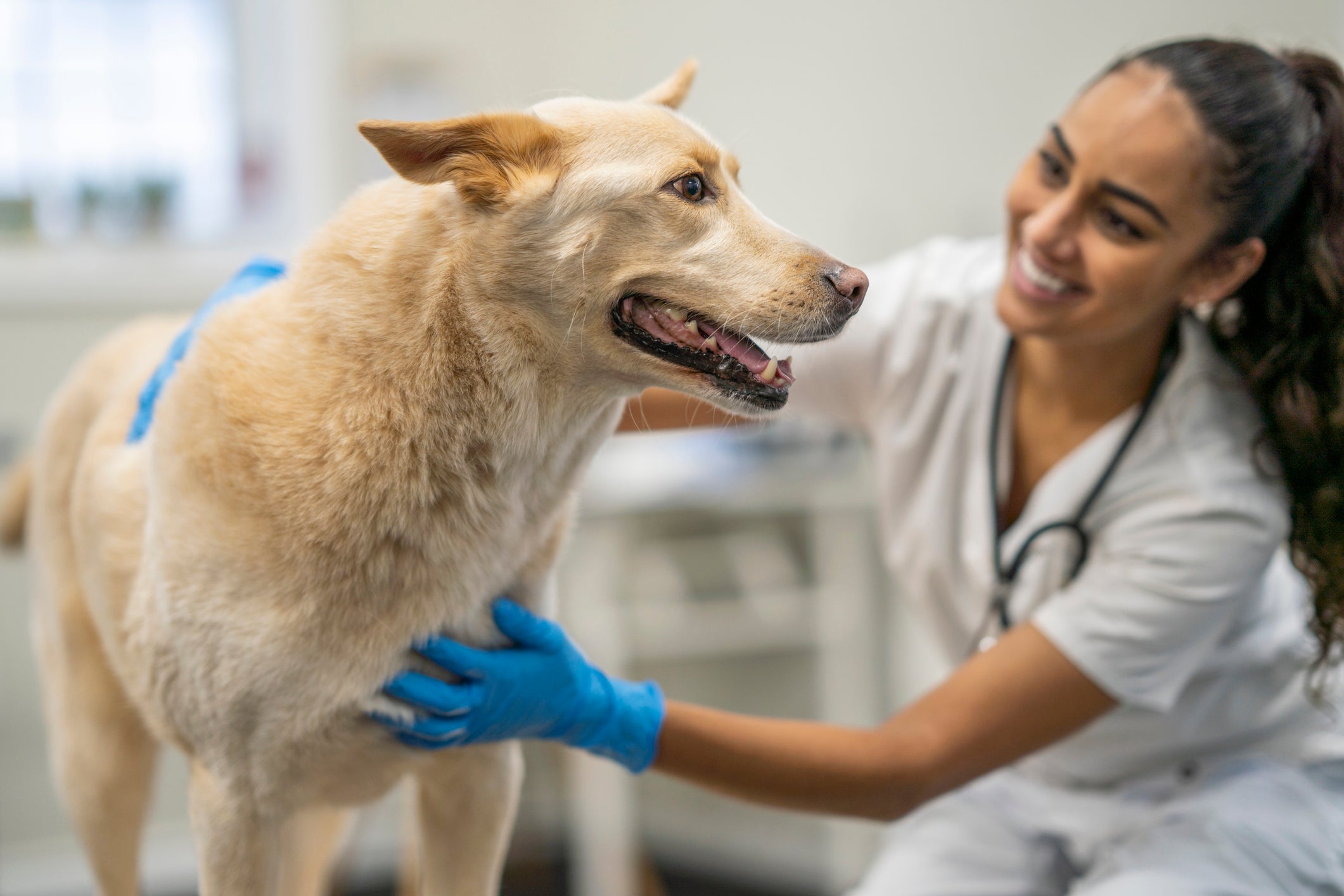 A ozonioterapia veterinária é um procedimento terapêutico que utiliza ozônio