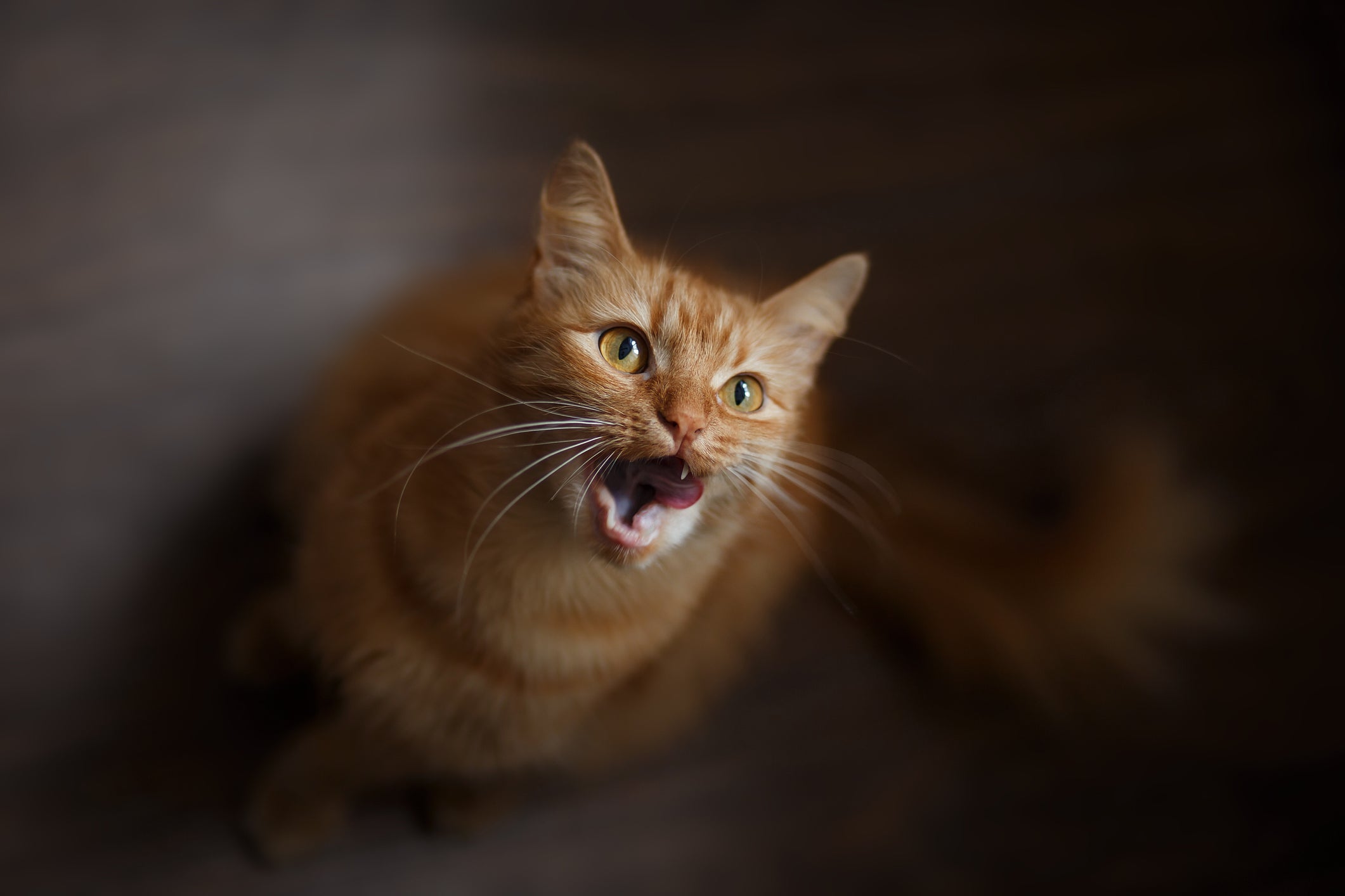 O miado de gato é mais expressivo em algumas raças e nos gatinhos laranjas