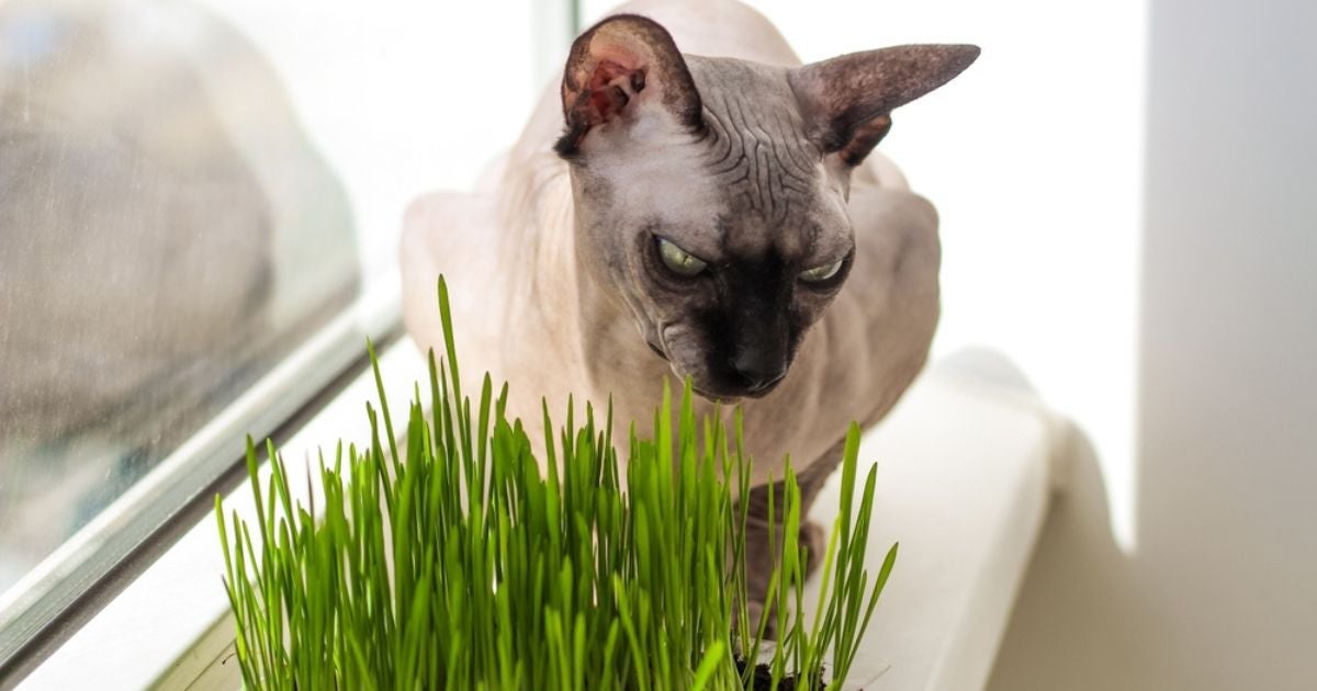 A grama para gatos pode trazer vários benefícios para a saúde felina
