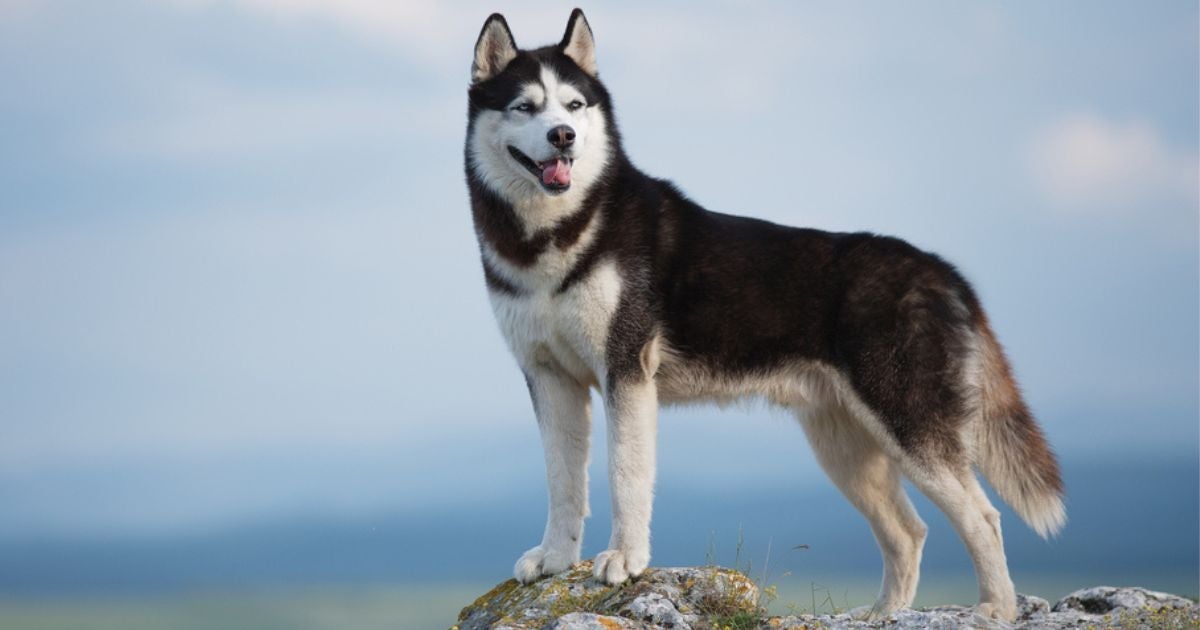 Husky Siberiano: conheça mais sobre a raça de cachorro grande (com infográfico)
