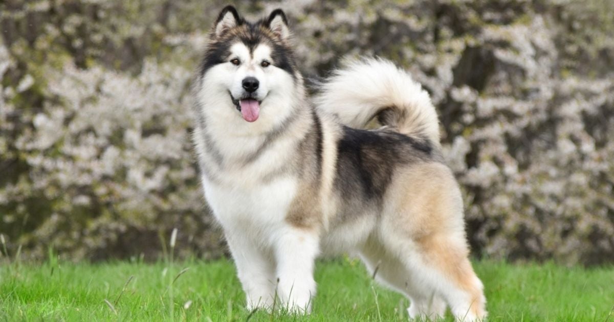 O Malamute do Alasca é um cão encantador e cheio de energia