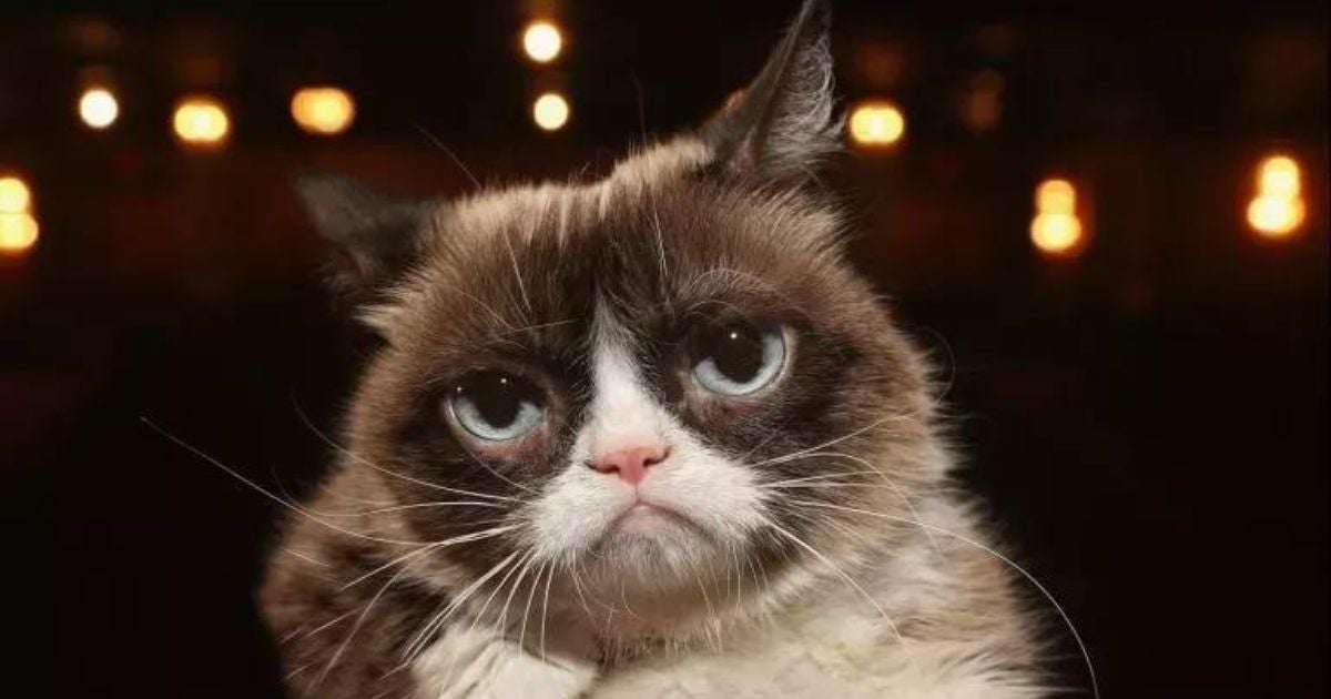 Memes de gatos: Tartar era a famosa gata do meme Cat Grumpy, que viralizou por ter aparência ranzinza
