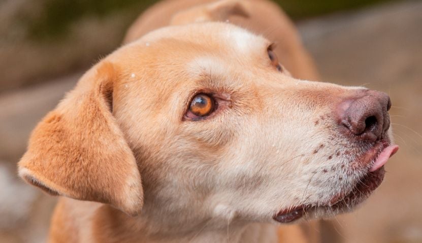 Minotauro é um cachorro grande super tranquilo disponível para adoção na Chácara Dolores