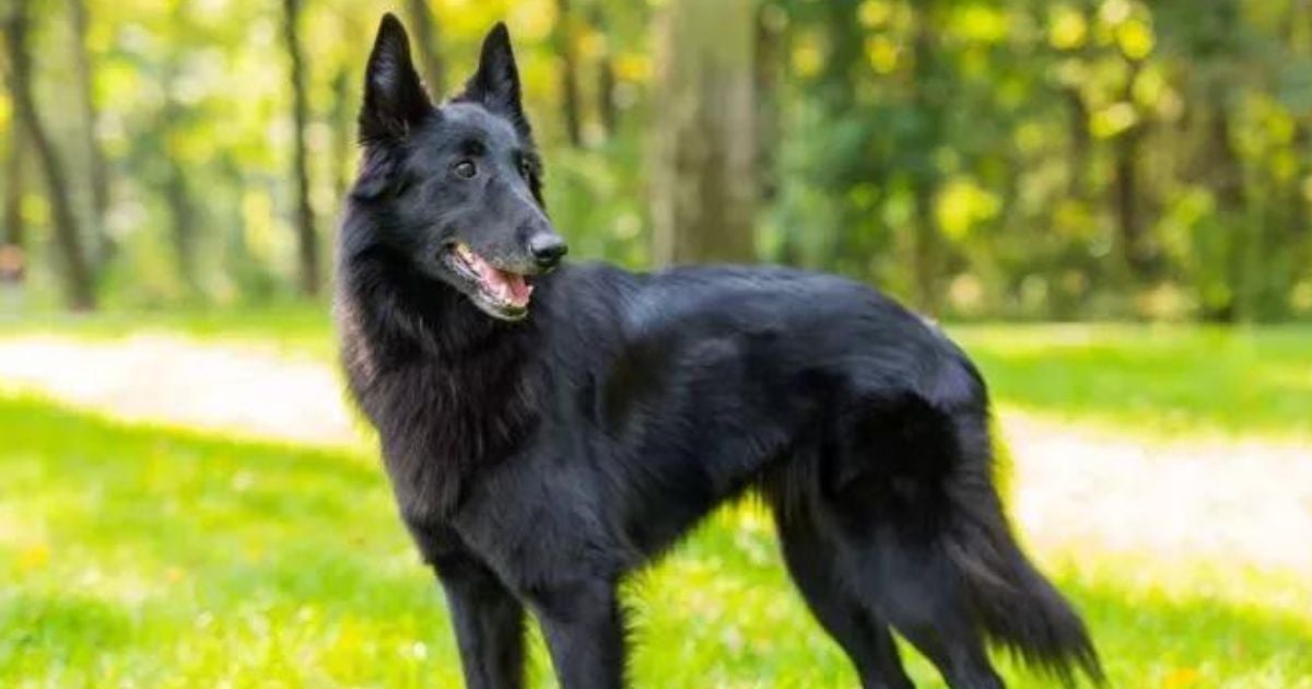 Pastor Belga: uma raça de cachorro grande super charmosa e ativa