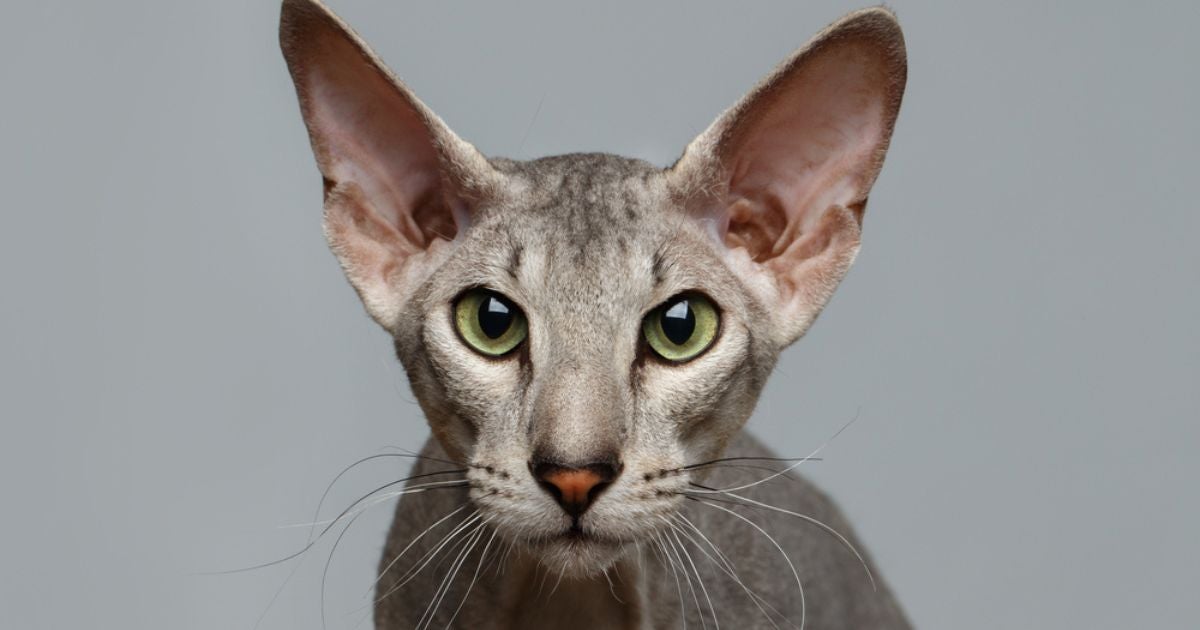 O Peterbald, além de ser uma raça rara de gatos, é um felino praticamente sem pelos 