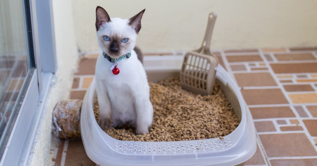 Descubra onde colocar a caixa de areia para gatos no seu apartamento
