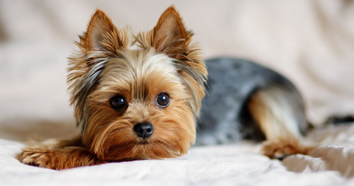 O filhote de Yorkshire Terrier pode ser comprado em canis de confiança