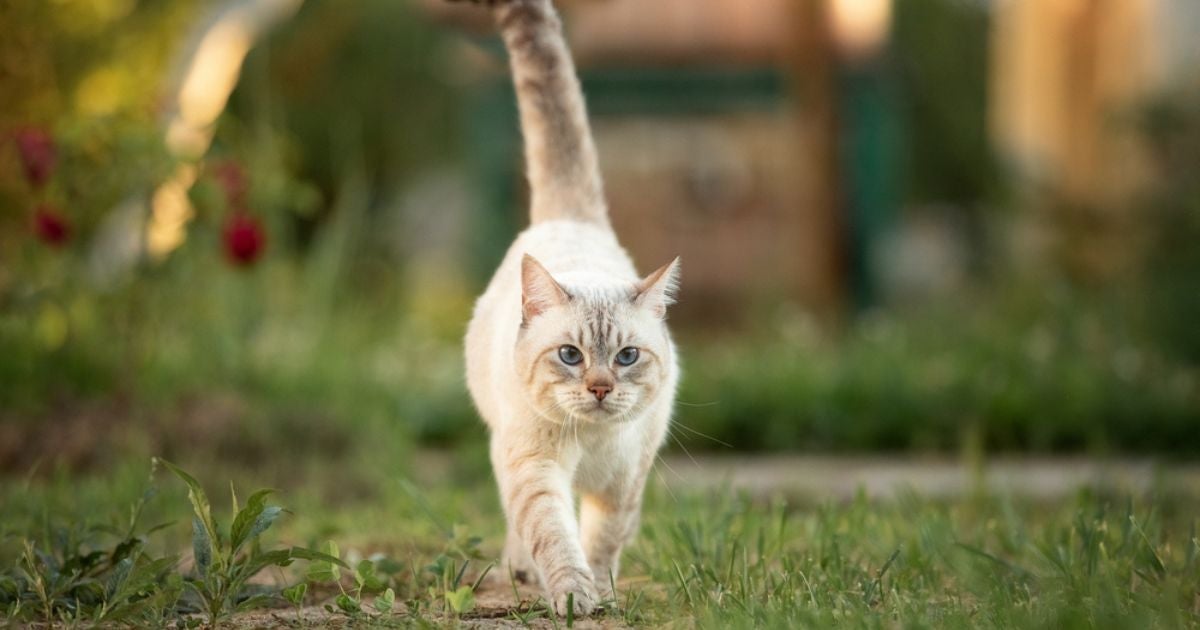 A linguagem do rabo de gato: aprenda a decifrar tudo que o bichano está sentindo (infográfico)