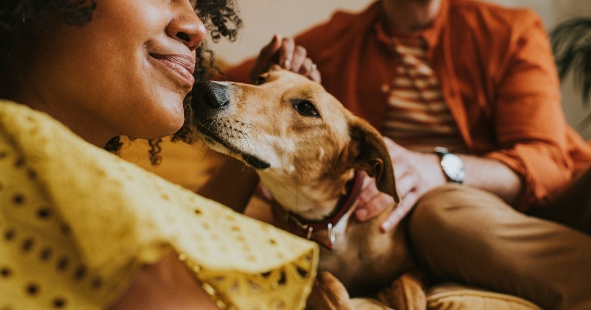 Existem raças de cachorro perfeitas para cada tipo de família - e os vira-latas também não ficam fora da lista