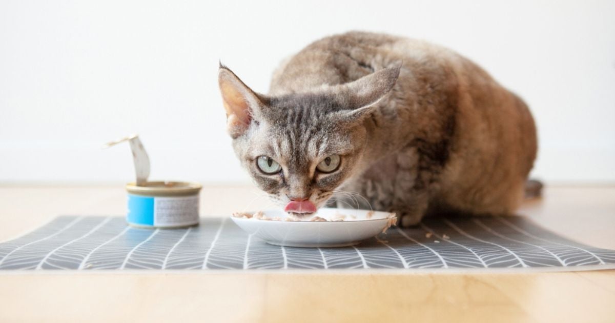 O sachê para gatos não pode ficar aberto por muito tempo e precisa ser bem armazenado