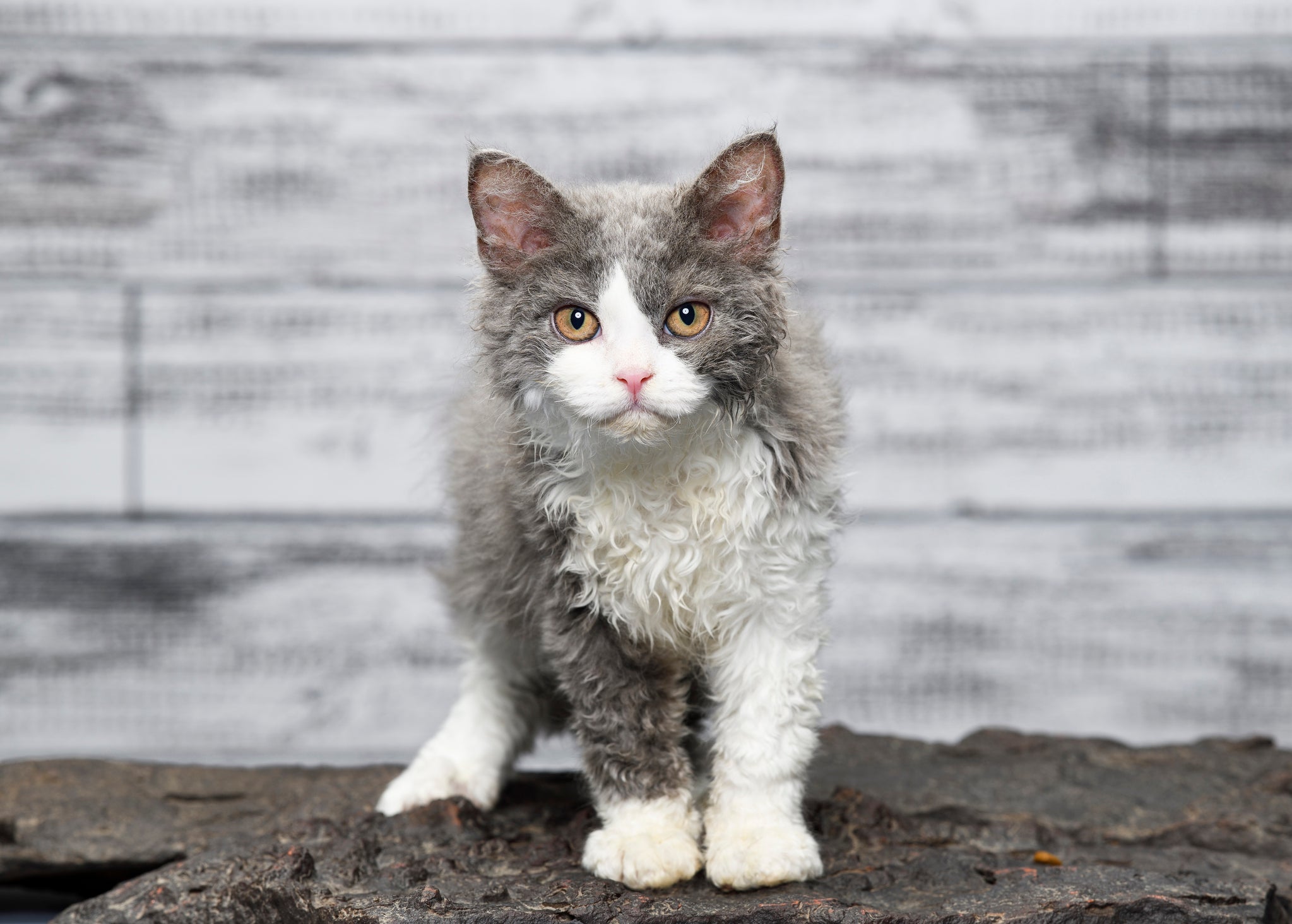 Selkirk Rex: pelo encaracolado é a marca registrada da raça