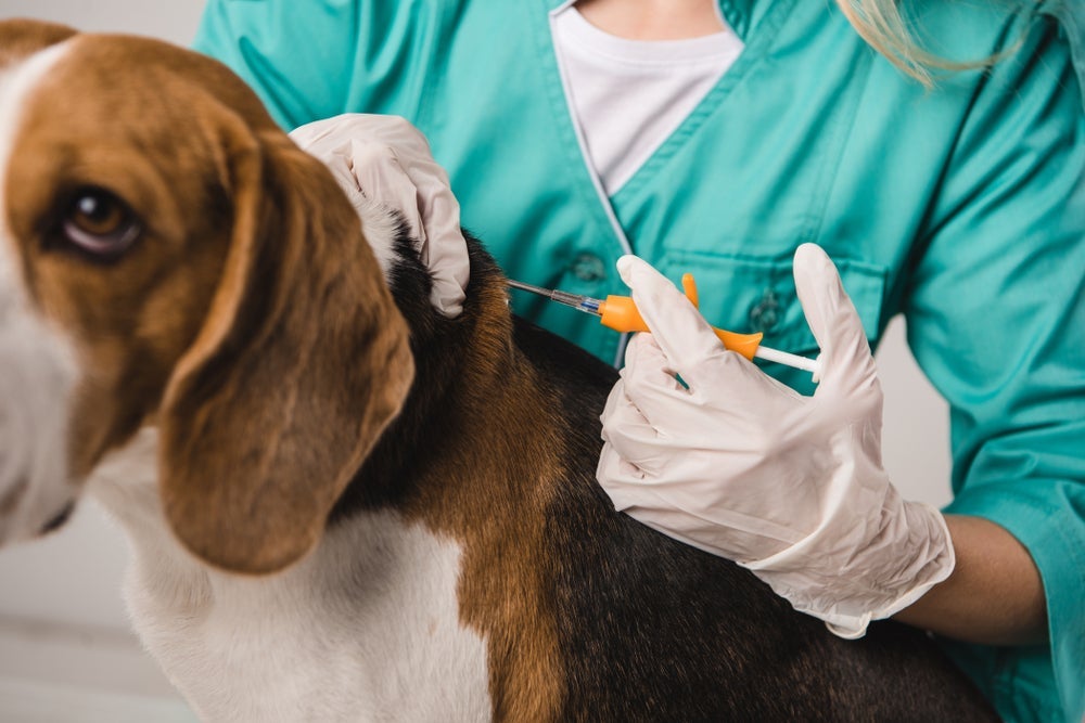 Chip para cachorro é obrigatório em algumas cidades do Brasil