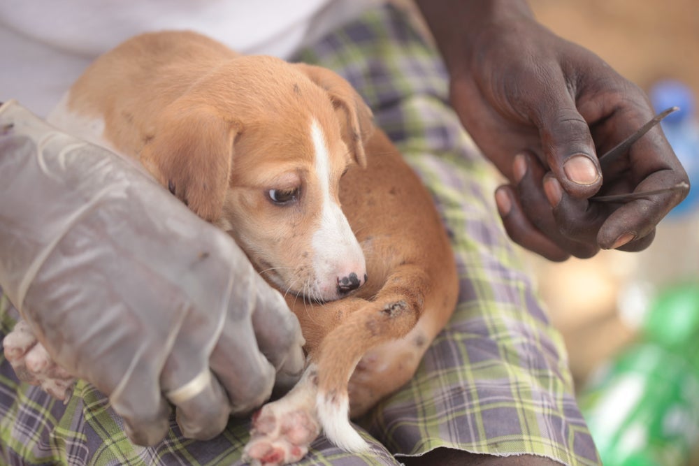 A míiase em cachorro é uma doença gravíssima que exige atenção do tutor