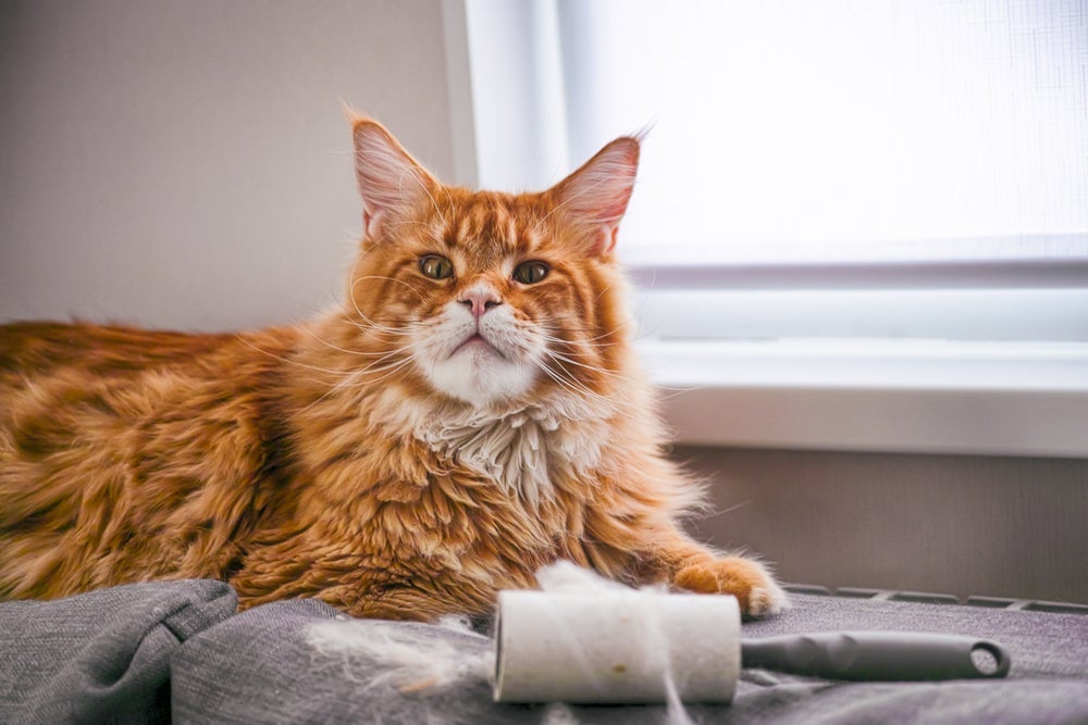 Não sabe o que fazer com o gato soltando muito pelo? Confira algumas dicas importantes