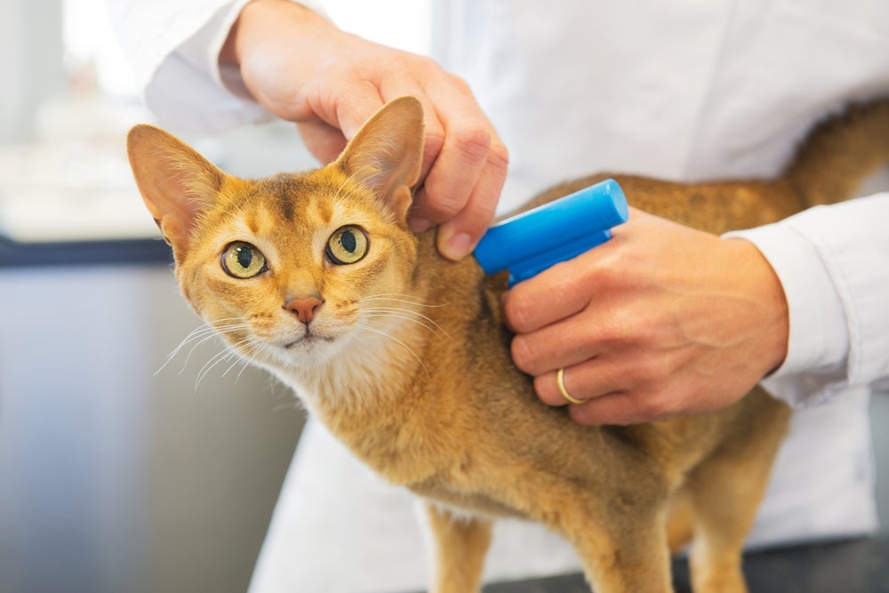  O microchip para gatos é fundamental para identificar os felinos fujões