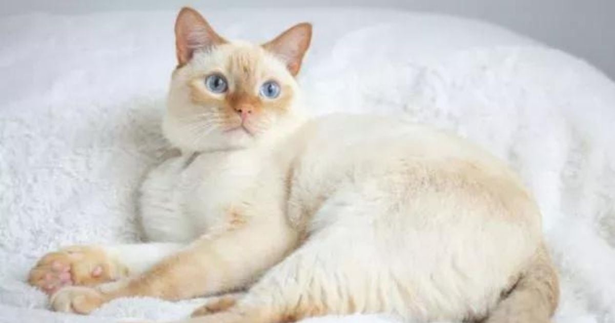 O Siamês Red Point é um felino carinhoso, sociável e muito brincalhão