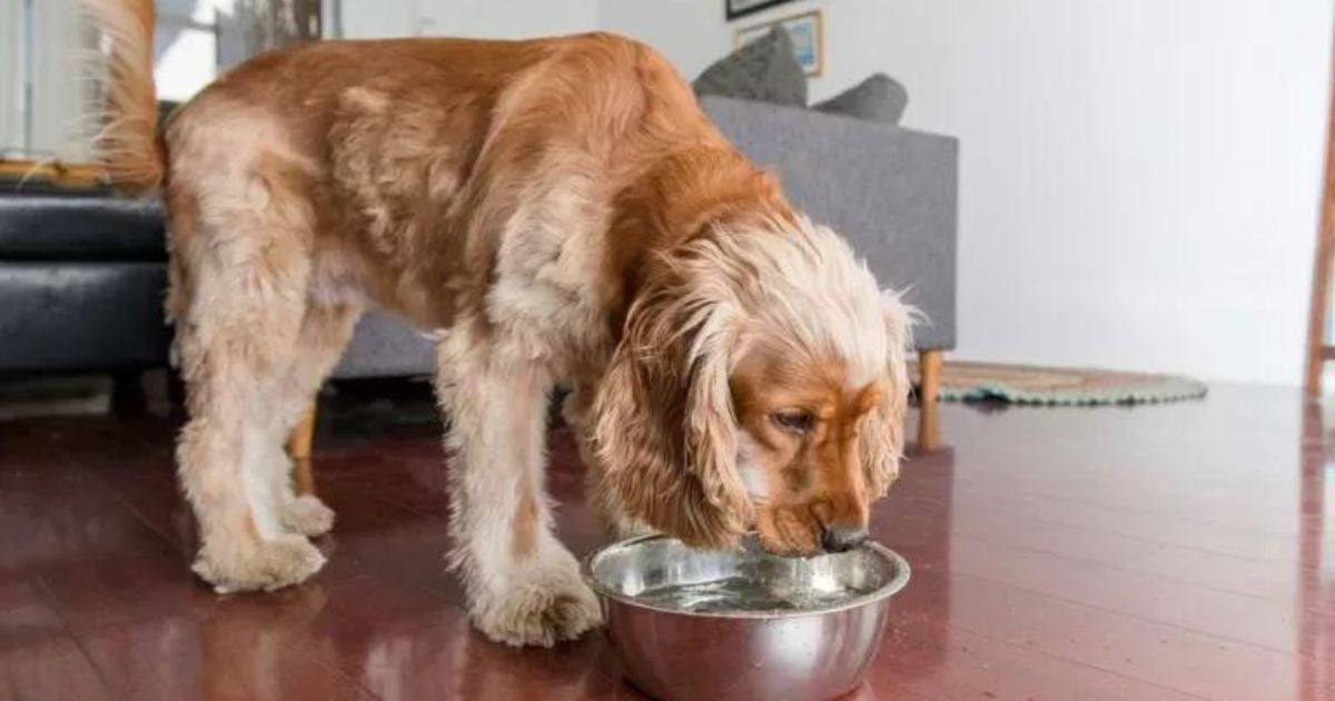 Veja como oferecer o soro caseiro para cachorro!