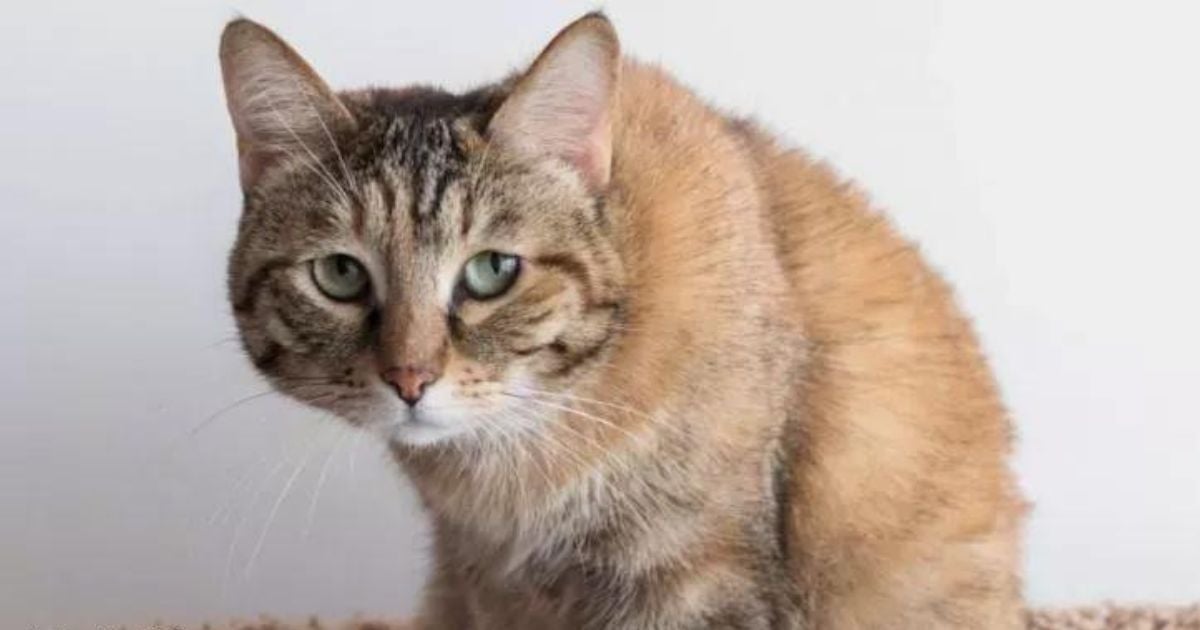 O verme branco saindo do gato é sinal de que há um parasita no intestino do animal